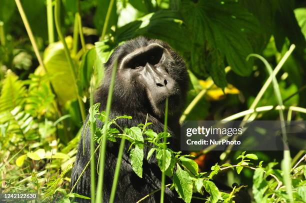 The Sulawesi black monkey with the Latin name Macaca Nigra, an endemic animal which the International Union for Conservation of Nature says is...
