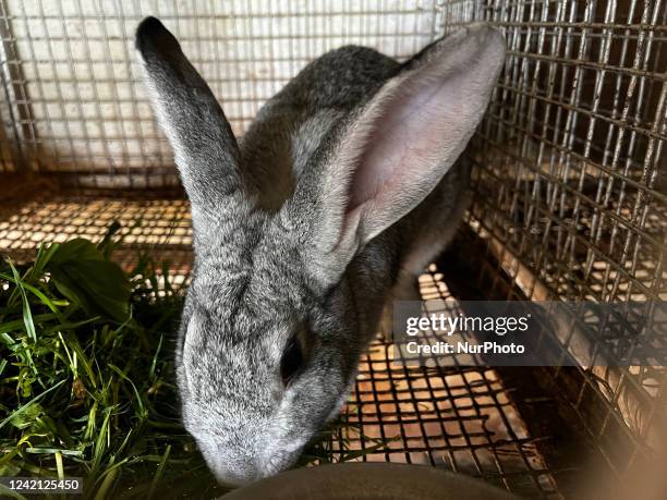 79 Animal Testing Rabbit Photos and Premium High Res Pictures - Getty Images 79 Animal Testing Rabbit Photos and Premium High Res Pictures - Getty Images