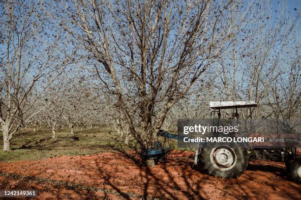 Farmer drives a tractor to shake a pecan nut tree at Annatjie Joubert's Die Groot Boord orchard in Orania, on July 25, 2022. Swampy plains not fit...