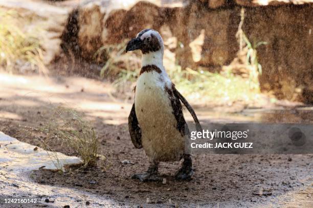 African penguins cool off under water misters at Israel's Safari Zoo in Ramat Gan, north of the Mediterranean coastal city of Tel Aviv, as...