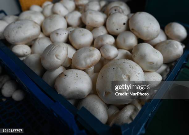 Stand with Button mushrooms on display in the Rzeszow market. On Thursday, July 28 in Rzeszow, Subcarpathian Voivodeship, Poland.