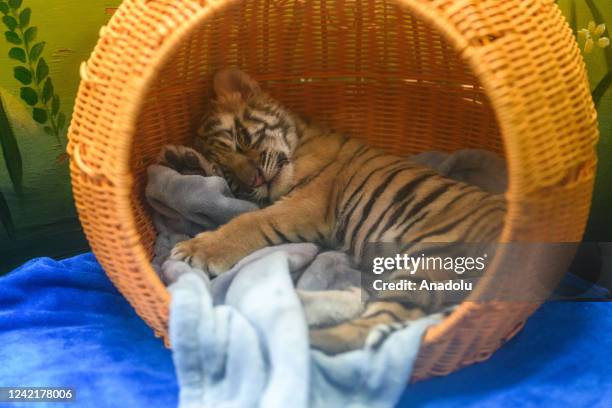 Tiger baby sleeps during the International Tiger Day on July 29, 2022 in Guangzhou, Guangdong Province of China.