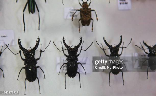 Beatle Insect Collection Beatles Collection Photos and Premium High Res Pictures - Getty Images