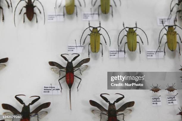 Beatle Insect Collection Beatles Collection Photos and Premium High Res Pictures - Getty Images