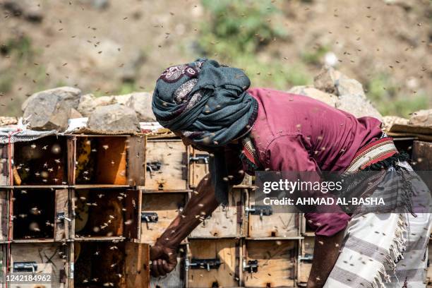 Yemeni beekeeper checks his beehives at a farm in Yemen's third city of Taez, on June 28, 2022. Experts consider Yemeni honey as one of the best in...