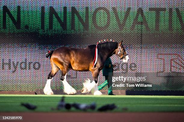 Clydesdale horse is seen before the Congressional Baseball Game at Nationals Park on Thursday, July 28, 2022. The Republicans prevailed over the...