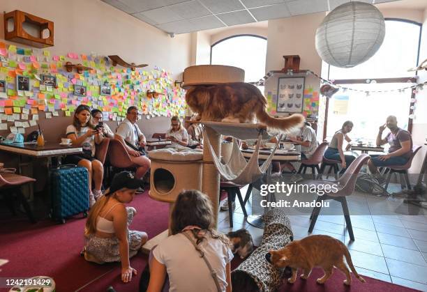 Cats and people spending time together at the Cat Cafe the Cat Cafe Kociarnia, a safe heavens for cats where visitors can enjoy a coffee and pet...