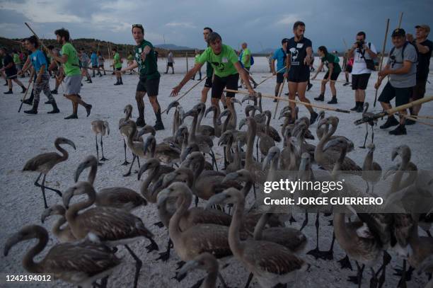 Volunteers round up flamingo chicks at Fuente de Piedra lake, 70 kilometres from Malaga, on July 30, 2022 during a tagging and control operation of...