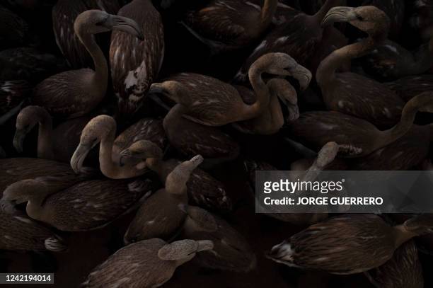 Flamingos move around a pen near the Fuente de Piedra lake, 70 kilometres from Malaga, on July 30, 2022 during a tagging and control operation of...