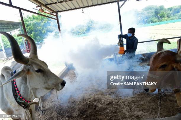 Volunteer fumigates at a cow shelter as a preventive measure against the Lumpy virus on the outskirts of Ahmedabad on July 30, 2022.