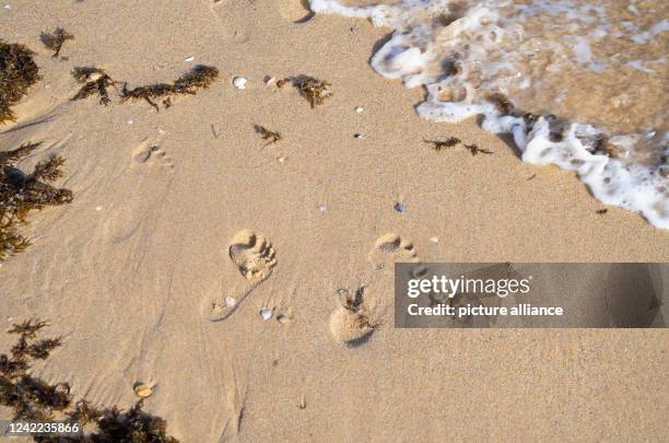 July 2022, Portugal, Vila do Bispo: Footprints of children can be seen in the sand at the beach "Praia das Furnas" between algae and sea water....