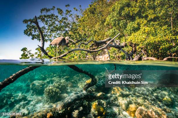 underwater split shot of mangrove area and water bird - sea water bird fotografías e imágenes de stock