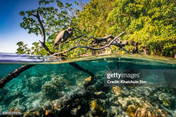 underwater split shot of mangrove area and water bird - polynesie photos et images de collection