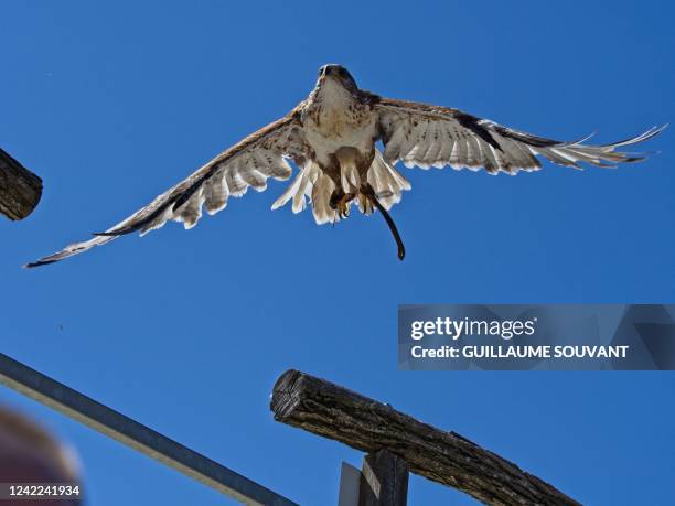 Falcon flies during a bird show at the Beauval zoological park in Saint-Aignan, central France, on July 31, 2022.