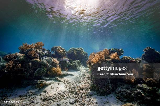 corals underwater - coral cnidarian stock pictures, royalty-free photos & images