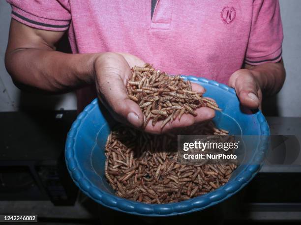 Ilham show maggot from kitchen waste and organic waste in Siliragung village, Banyuwangi, East Java, Indonesia, on August 1, 2022. The farming maggot...