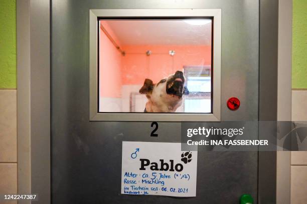 The dog Pablo barks behind the window of its enclosure during the visit of German Agriculture minister Cem Ozdemir at the animal shelter Falkensee in...