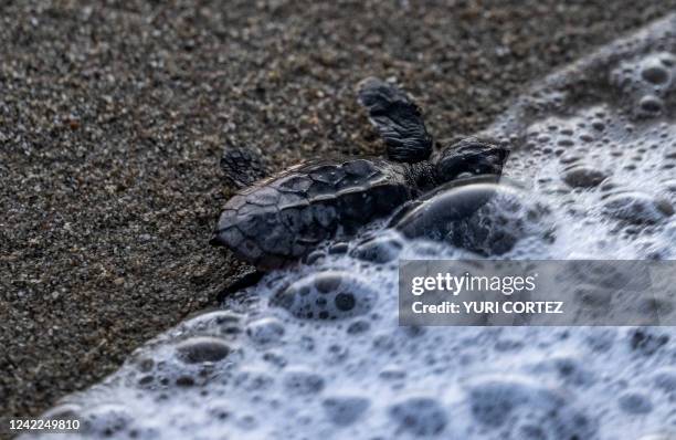 712 Endangered Loggerhead Turtle Stock Photos, High-Res Pictures, and ...