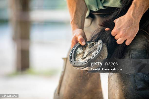 close-up van een been van het paard van het bedrijf met hoefijzer op een boerderij - hoefijzer stockfoto's en -beelden