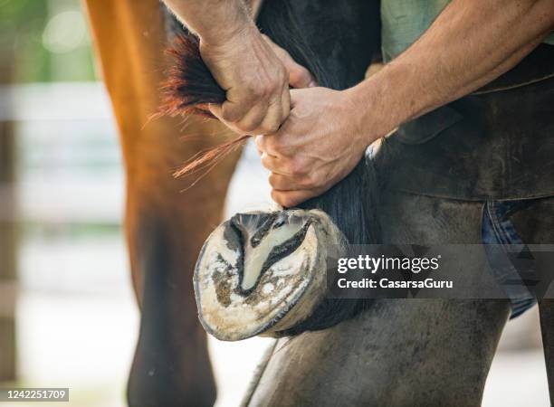 men holding rear horse leg lifted when changing mounting horseshoe - hoof stock pictures, royalty-free photos & images