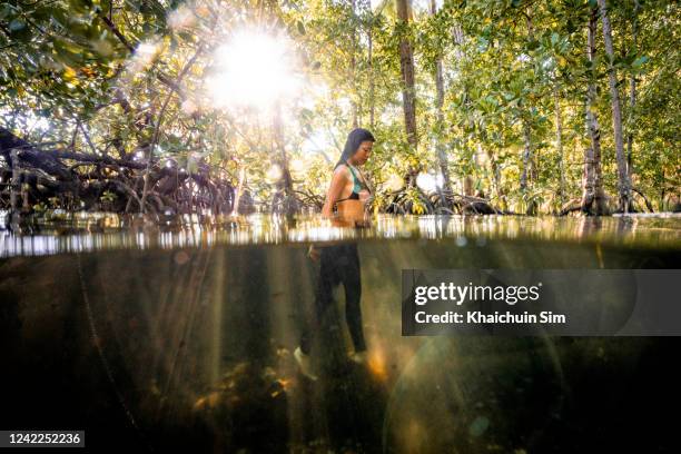 split shot of girl standing in mangrove area - raja ampat islands 個照片及圖片檔