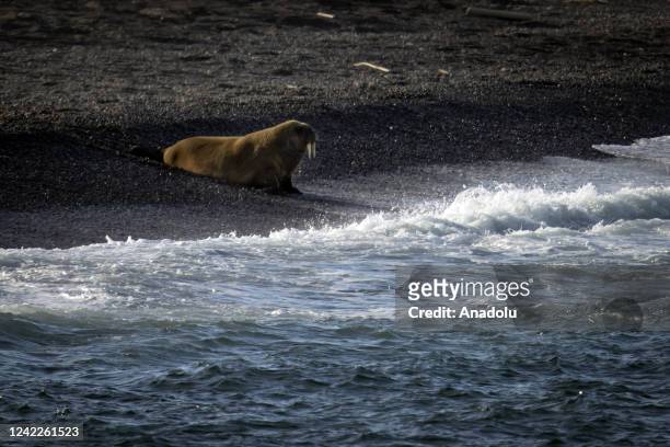 Walrus is observed during the expedition of the Turkish Scientific Research team near Svalbard Islands, in the Arctic Ocean in Norway on July 18,...