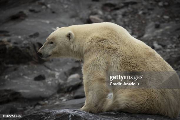 Polar bear is observed during the expedition of the Turkish Scientific Research team near Svalbard Islands, in the Arctic Ocean in Norway on July 23,...