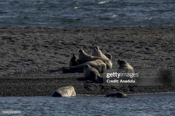 Walruses are observed during the expedition of the Turkish Scientific Research team near Svalbard Islands, in the Arctic Ocean in Norway on July 23,...