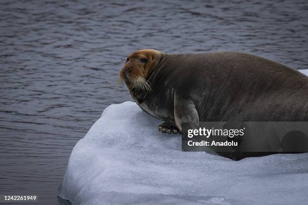 Bearded seal is observed during the expedition of the Turkish Scientific Research team near Svalbard Islands, in the Arctic Ocean in Norway on July...