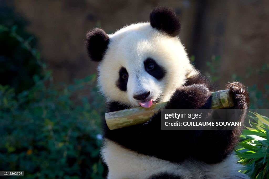 FRANCE-CHINA-ANIMAL-ZOO-PANDA