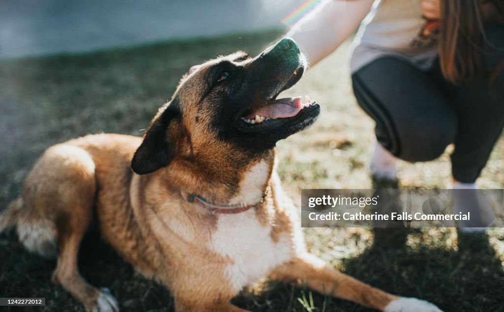 Mongrel Dog on Grass