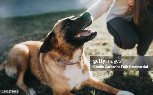 mongrel dog on grass - dog adoption stock pictures, royalty-free photos & images