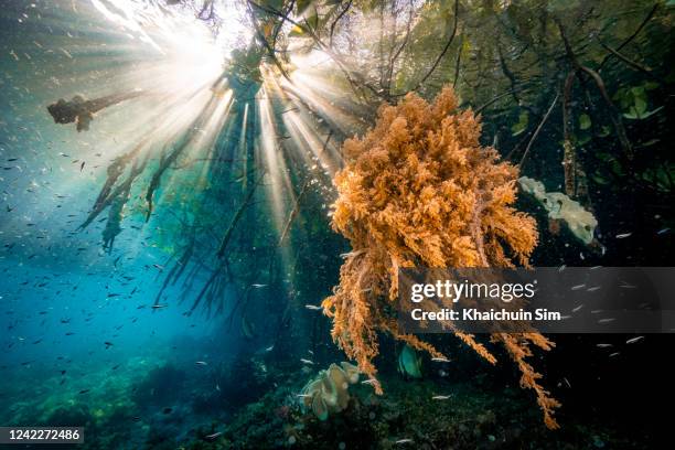 underwater sun ray in mangrove area with corals - coral sea stock-fotos und bilder