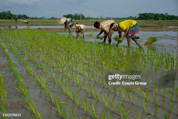 Many farmers of the Sylhet Companiganj Upazila region are now planting Aman paddy for the Aman season with renewed vigor after crop damage due to...