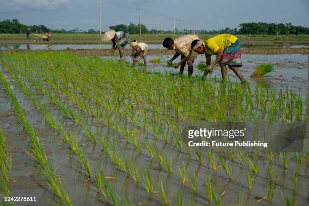 Many farmers of the Sylhet Companiganj Upazila region are now planting Aman paddy for the Aman season with renewed vigor after crop damage due to...