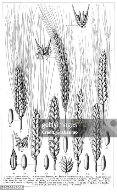 miracle wheat spelt and rye illustration 1897 - spelt stock illustrations