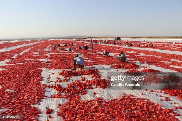 View of a field where tomatoes are left for drying under the sun as seasonal workers process tomatoes after a harvest in Karacadag region of...