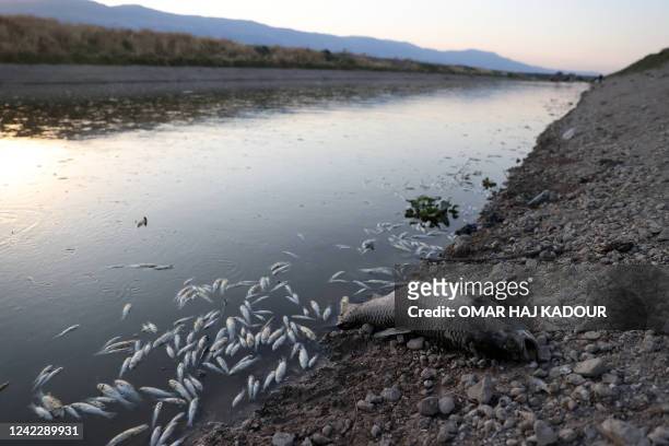 Dead fish float in the Orontes river in the rebel-held part of Syria's central Hama province, on August 3 poisoned by chemicals dumped in the river...