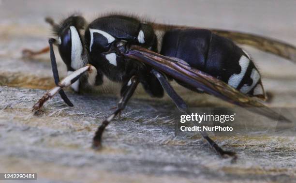 White Hornet Photos And Premium High Res Pictures Getty Images white-hornet-photos-and-premium-high-res-pictures-getty-images