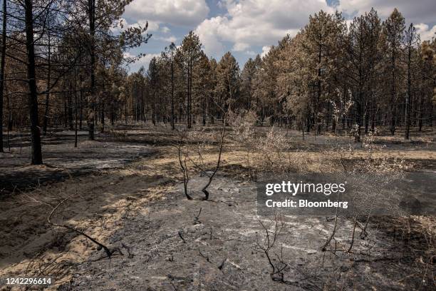 Burnt trees in a forest following a wildfire in Kiskunhalas, Hungary, on Tuesday, Aug. 2, 2022. Searing temperatures are shriveling corn crops across...