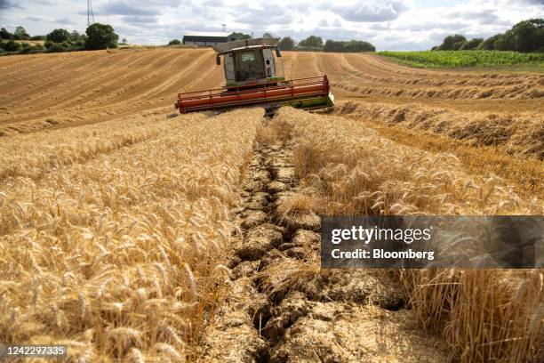 Cracks in the soil of a wheat field in Chelmsford, UK, on Wednesday, Aug. 3, 2022. Droughts, flooding and heatwaves threaten wheat output from the...