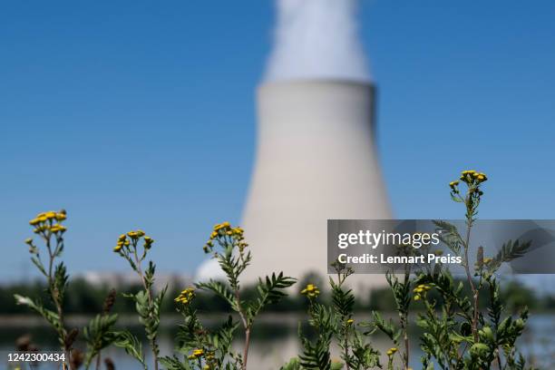 Flowers are seen in front of the Isar nuclear power plant on August 4, 2022 in Essenbach, Germany. The leader of the German Christian Democrats ,...