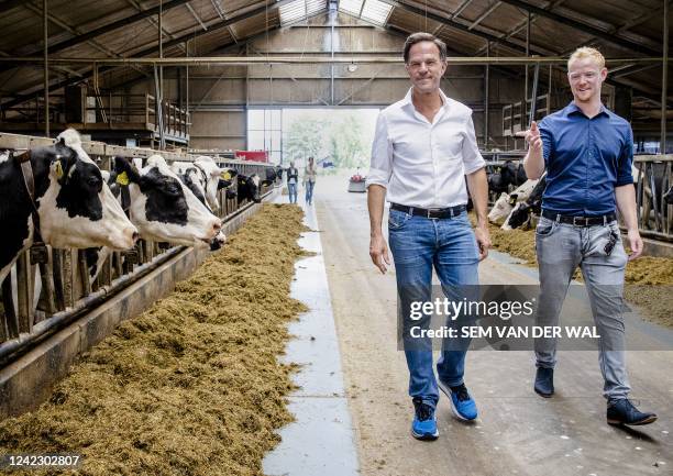 Dutch Prime Minister Mark Rutte visits a dairy farm before a discussion with farmers about the nitrogen plans in Koudum on August 4, 2022. - The...