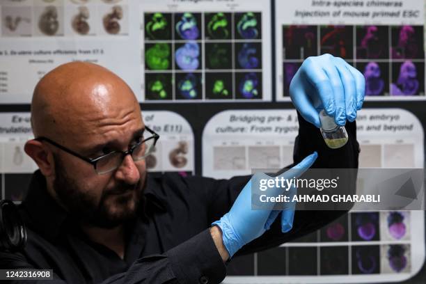 Dr Jacob Hanna, a specialist in molecular genetics at Israel's Weizmann Institute of Science, holds a vial containing five-day-old synthetic mouse...