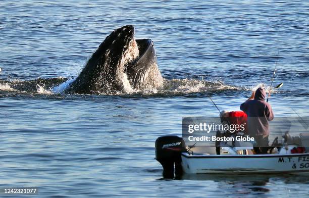 Plymouth, MA A humpback whale breaches near a fishing boat off of White Horse Beach. The man is taking a striped bass off the hook. Humpback whales...