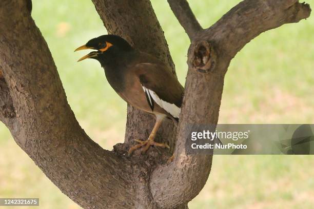 Indian myna in Delhi, India, on May 07, 2022.