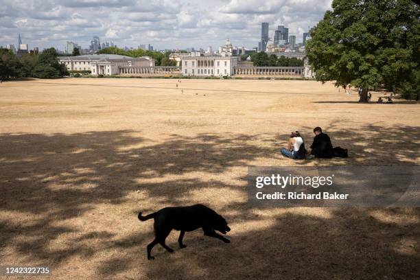 Overlooked by the former royal residence, Queen's House, a pet dog runs over a parched grass landscape in Greenwich Park as the UK's heatwave and...