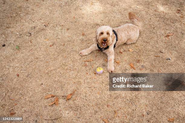 Pet dog waits for its ball to be thrown on parched grass in Greenwich Park as the UK's heatwave and drought continues into August with little rain...