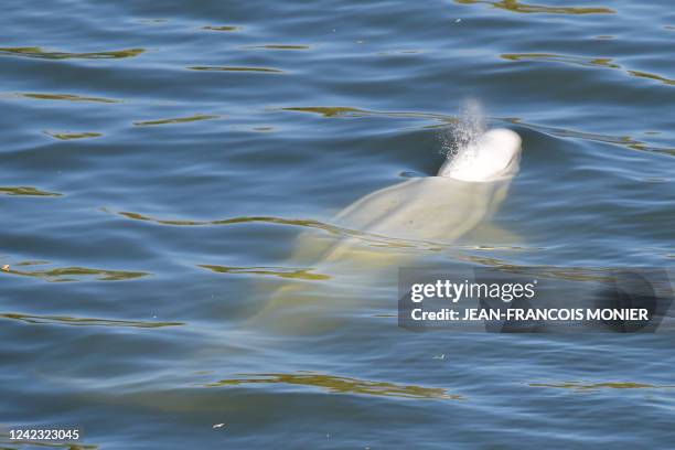 Beluga whale is seen swimming up France's Seine river, near a lock in Courcelles-sur-Seine, western France on August 5, 2022. The beluga whale...