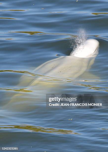 Beluga whale is seen swimming up France's Seine river, near a lock in Courcelles-sur-Seine, western France on August 5, 2022. The beluga whale...